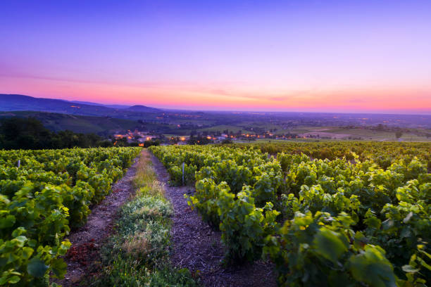 paisagem de beaujolais com vinhedos ao nascer do sol na frança - beaujolais - fotografias e filmes do acervo