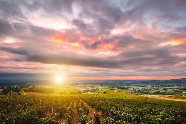 lever de soleil sur les voneyards du beaujolais en france - beaujolais nouveau photos et images de collection
