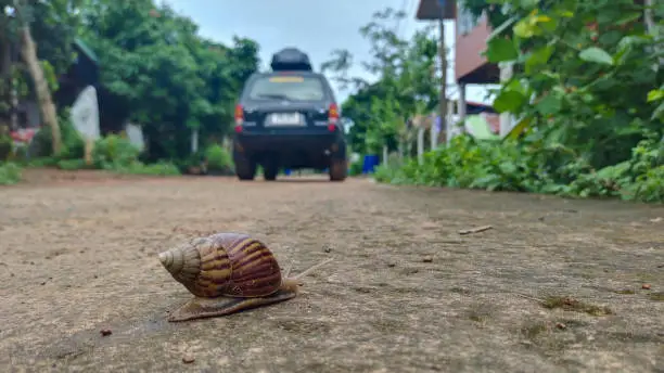 Photo of snail was following a car running on the road slow.