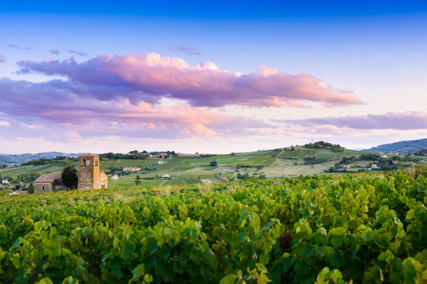 couleurs du coucher de soleil sur les vignobles du beaujolais en france - beaujolais nouveau photos et images de collection