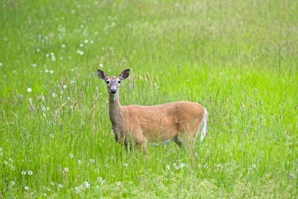 istock Deer standing in tall grassy field. 1402045157