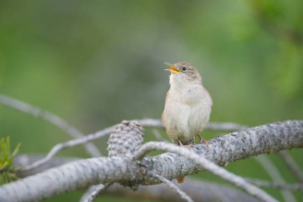 Empoleirado wren chiar longe. - foto de acervo