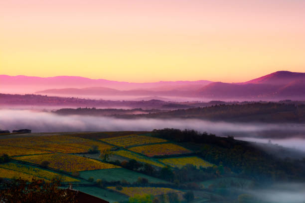 paysage du beaujolais au lever du soleil en france - beaujolais nouveau photos et images de collection