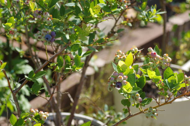 Blueberries in pots in the garden