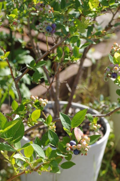 istock Blueberries in pots in the garden 1402046762