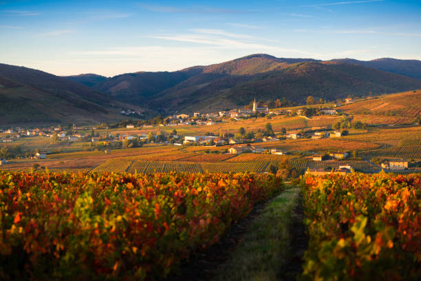 프랑스의 beaujolais에있는 quincie-en-beaujolais의 가을 색상과 마을 - burgundy 뉴스 사진 이미지