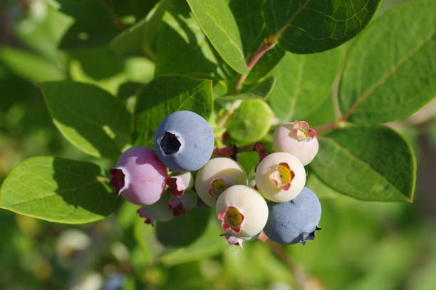 istock Close-up of blueberries 1402046909