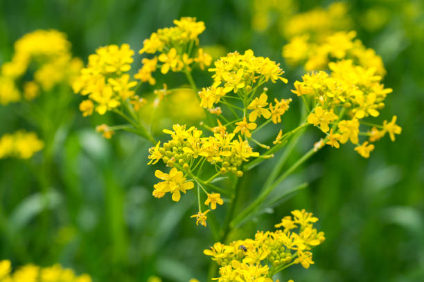 istock Isatis tinctoria,  dyer's woad yellow flowers closeup selective focus 1402046912