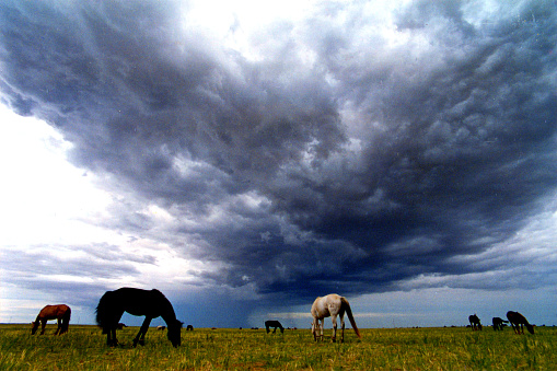 The prairie and horse before the stormin,in  Inner Mongolia,China.Film photo in 1997