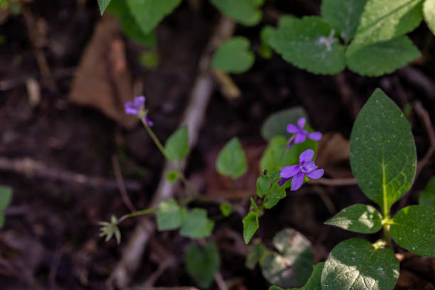 istock Viola reichenbachiana flower growing in forest, close up 1402047067
