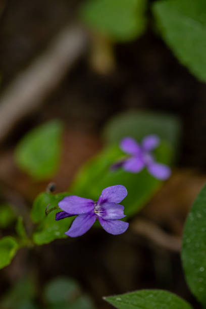istock Viola reichenbachiana flower in forest 1402047088