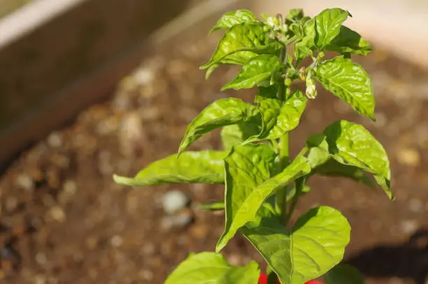 Plant habanero pepper in the garden