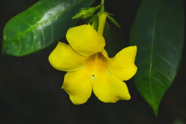 Close Up Front View Yellow blooming Flower Of Golden Trumpet Or Allamanda Cathartica