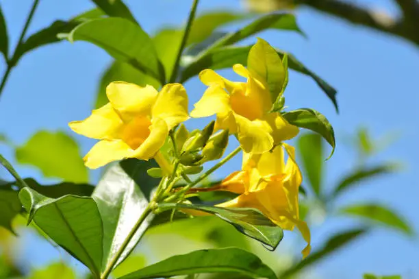 Low Angle View Yellow Blooming Flowers Of Golden Trumpet Or Allamanda Cathartica Plant Against Bright Blue Sky