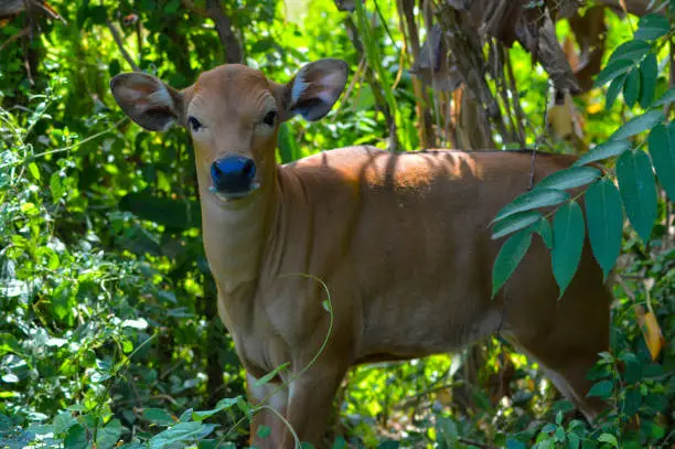 Looking At Camera View Balinese Domestic Calf Or Baby Cow Among The Trees And Shrubs