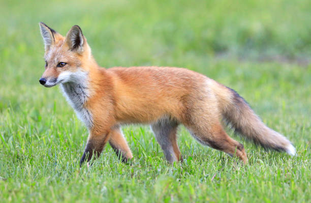 istock Young red fox portrait with green foreground and background 1402048232
