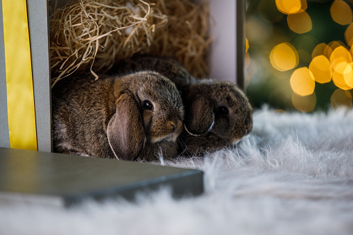 Copy space shot of two adorable brown bunny rabbits lying inside an open gift box, with a gold bow around it, placed on a white faux fur rug, in front of a glistening Christmas tree.