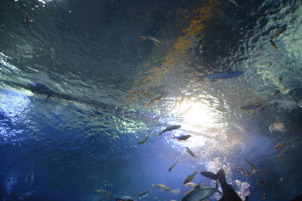 istock View of the water aquarium. 1402049247