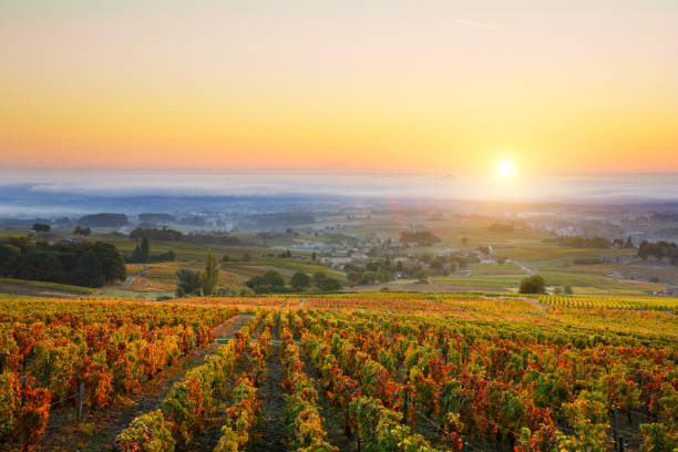 sonnenaufgang über den weinbergen des beaujolais während der herbstsaison - burgund frankreich stock-fotos und bilder