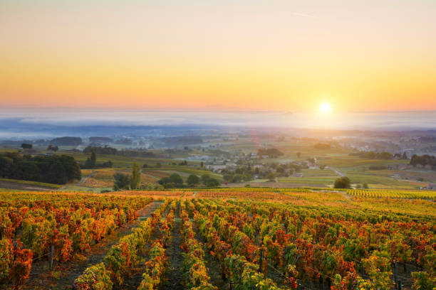 amanecer sobre los viñedos de beaujolais durante la temporada de otoño - viña fotografías e imágenes de stock