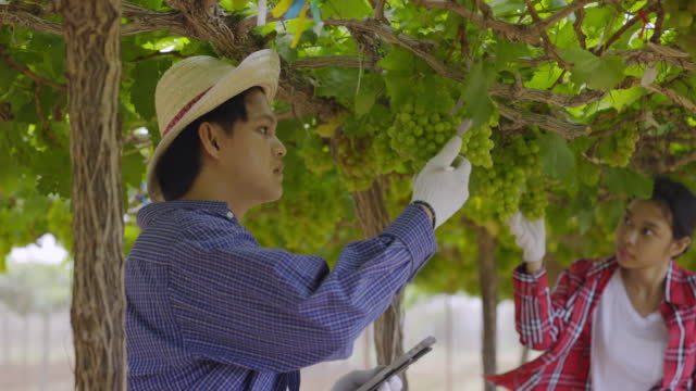farmer uses a tablet to check grapes on a farm. Investing in grape farming business. Concept small business