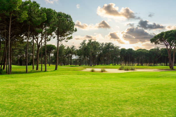 istock Panoramic view of beautiful golf course with pines with dramatic sky and clouds 1402050119