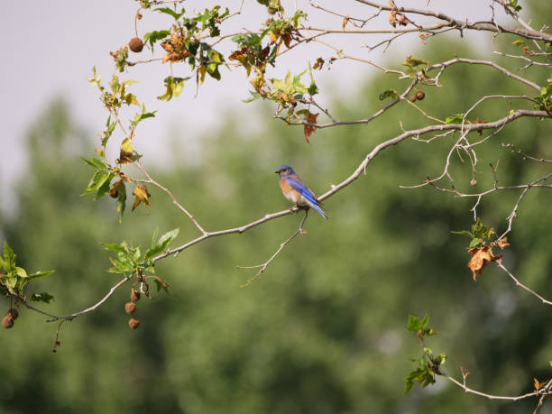 Summer, Western Bluebird, and Sycamore Tree. stock photo