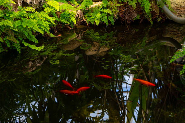 istock Tropical Plants and Aquariums in Centennial Park Conservatory, Etobicoke, Canada. 1402051419