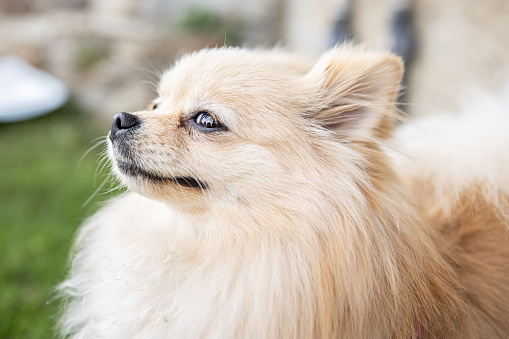 Pomeranian dog relaxes in the garden