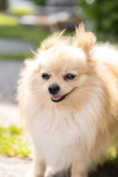 istock Small dog in the garden 1402051671
