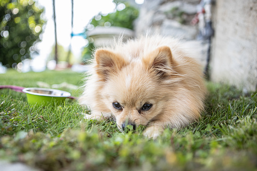 Pomeranian dog relaxes in the garden