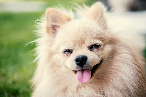 Pomeranian dog relaxes in the garden