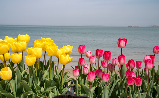 Tulip flower field. Beach Tulip flower field at the Taean Peninsula Tulip Festival.