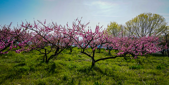 Beautiful scenery with peach blossoms in full bloom in the peach orchard next to the road.