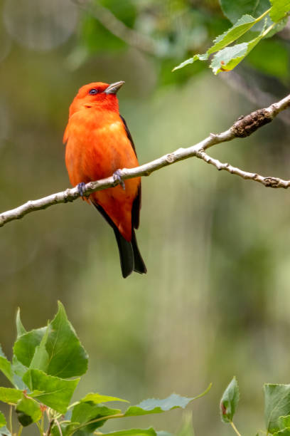 istock Male Scarlet Tanager perched on a tree branch 1402054851