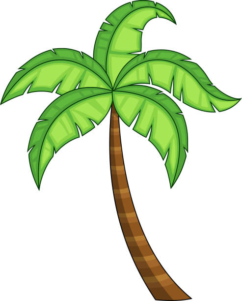 kreskówkowa tropikalna palma z koroną z zielonych liści - 13603 stock illustrations