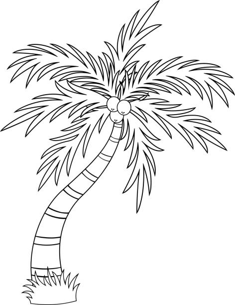 ilustrações, clipart, desenhos animados e ícones de delineado desenho animado palmeira tropical com coroa de folhas e frutas de coco - 13607
