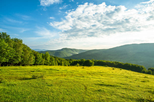 牧草地は朝の山脈の背景に草や木�々で覆われています。自然の風景。 - mountain pastures ストックフォトと画像