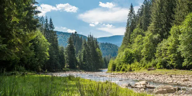 mountain river flows near the coniferous trees on a background of mountains. Panoramic landscape.