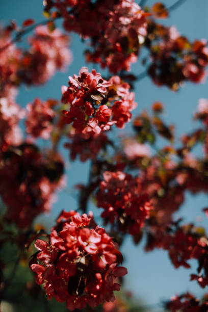 cherry blossoms pink petals on a tree. soft focus background