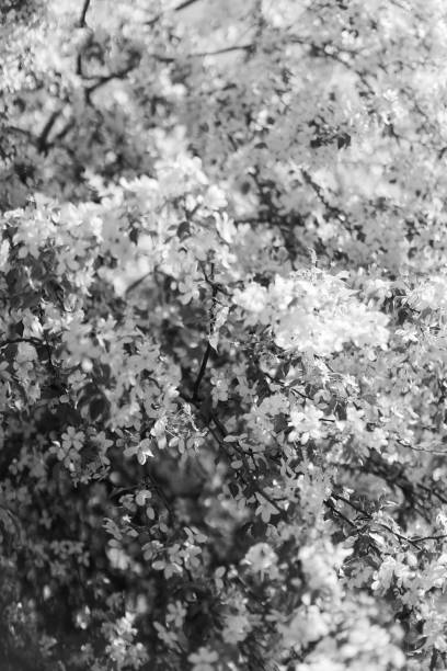istock Black and white beautiful apple blossom. Spring background with soft focus. Copy space for your text.  Apple blossoms, flowers and buds of apple trees on the tree 1402057028