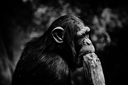 Image of a chimpanzee biting a tree trunk ,Monochrome
