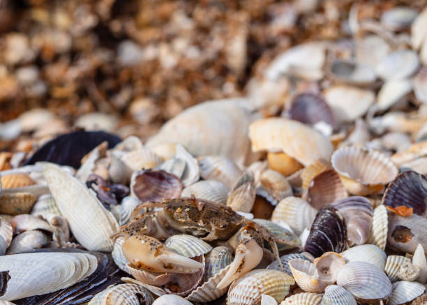 istock Summer beach background shells and a small crab. Seashells and a crab in close-up, on the sand as a natural background with space for text 1402057200