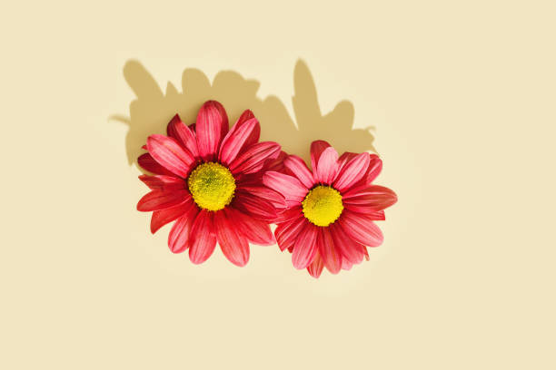 Nature design minimal card with two red flowers top view with dark shadows, summer or spring creative flatlay. Chrysanthemum daisy blooming flower, copy space, sunlight, natural fresh head flower diseño de naturaleza tarjeta minimalista con dos flores rojas vista superior con sombras oscuras, verano o primavera creativo flatlay. flor floreciente de margarita de crisantemo, espacio de copia, luz solar, flor de cabeza fresca natural