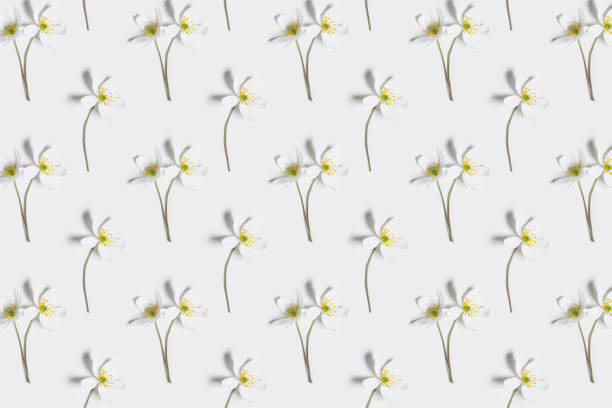 Stylish botanical pattern with spring field flowers Anemone Nemorosa on white. Minimal Floral background, delicate white Altai wild flower. Nature  design botanical print, top view blooming plant