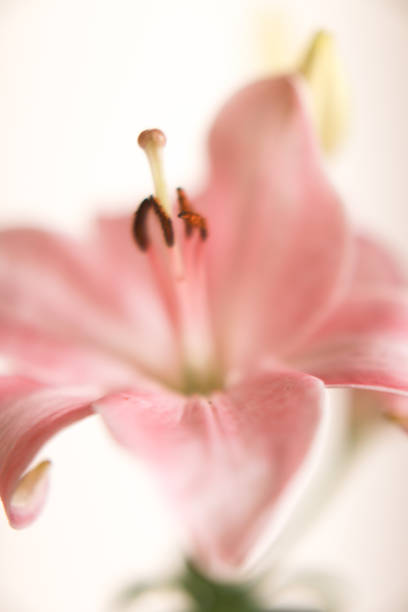 istock Simple beautiful macro background of pink lily 1402057974