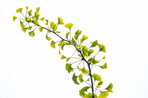 Ginkgo Biloba Leaves Opening on Branch in Spring, White Background
