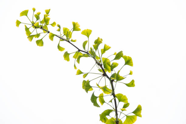 Ginkgo Biloba Leaves Opening on Branch in Spring, White Background stock photo