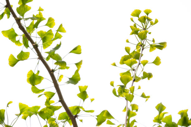 Ginkgo biloba 'Santa Cruz', or maidenhair tree, an herb used to treat memory loss, brain function, dementia, blood circulation. Living branches growing in a park in Vancouver, British Columbia, Canada.