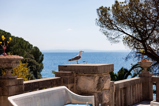 Seagull standing on the stone terrace post, outdoor lounge area in hotel on coastline in Opatija, blurred seascape and horizon in the background